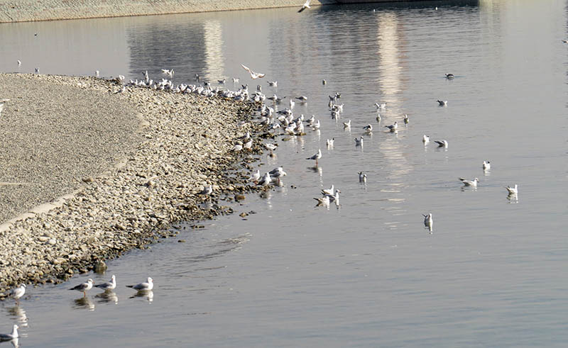 ساحل دریاچه چیتگر