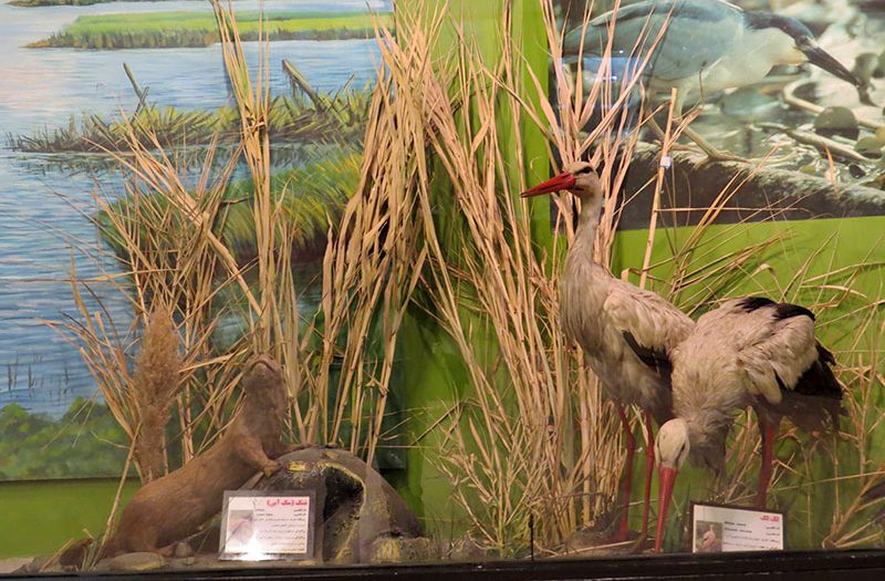 موزه تنوع زیستی پارک پردیسان کجاست