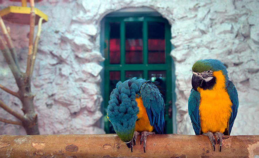 پرندگان باغ پرندگان اصفهان